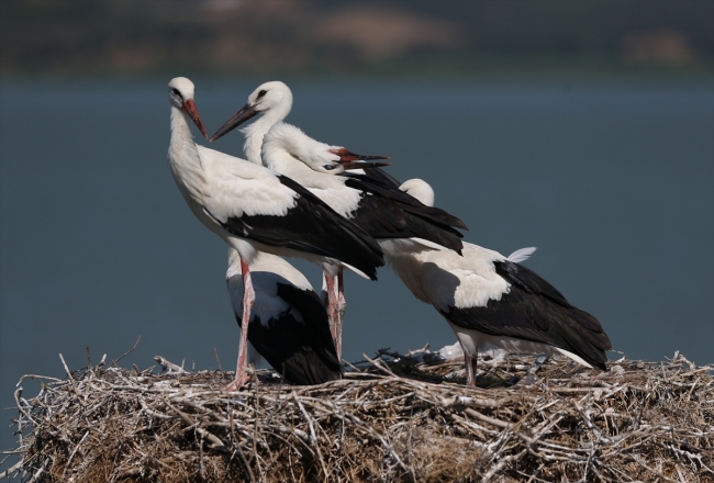 Bursa'nın 'Leylek Gölü' bu sezon binlerce ziyaretçi ağırladı